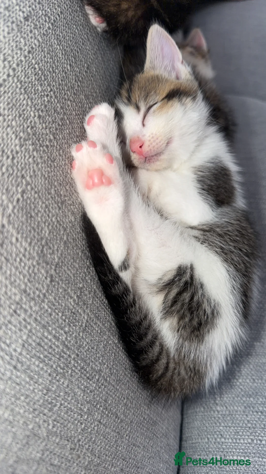 Ragdoll cats for sale: Male kitten ragdoll  in Calne - Advert 1