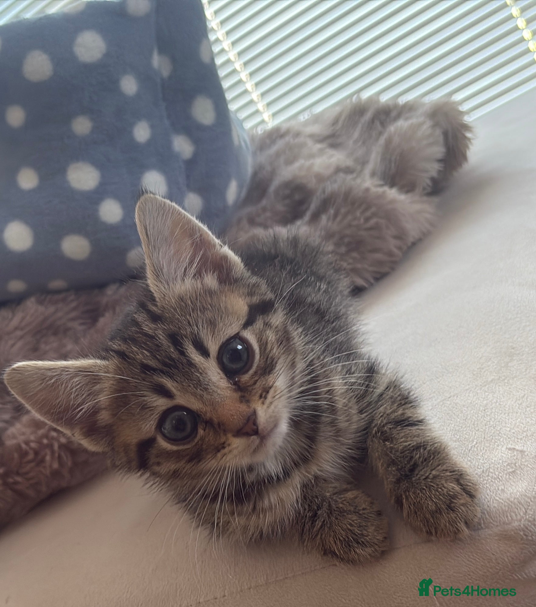 Mixed Breed cats Beautiful tabby male kitten with blue eyes  - Advert 1