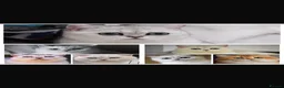 British Shorthair cats for stud: Golden tipped British shorthair  - Advert 13