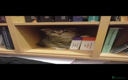 Scottish Fold cats for sale: Scottish fold/straight kittens  - Image 16