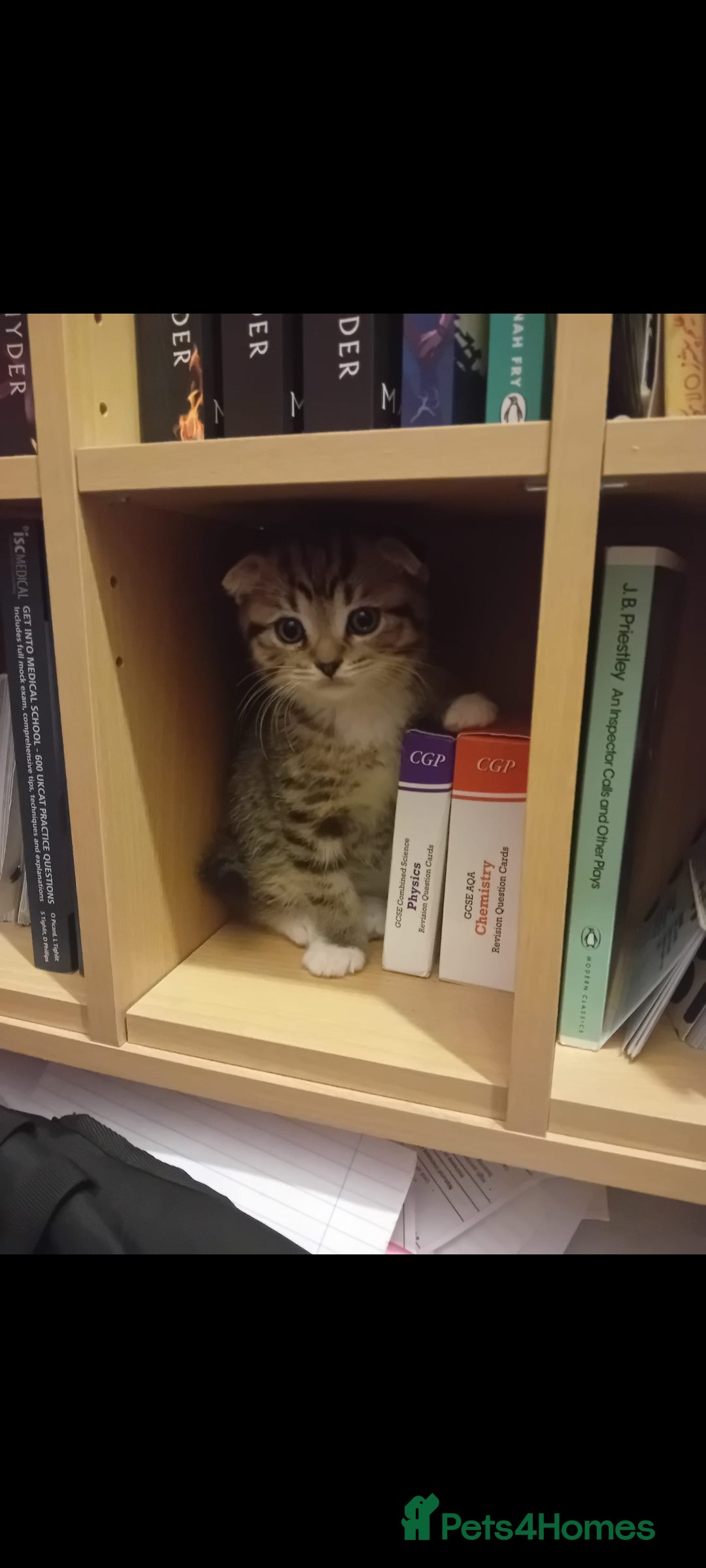 Scottish Fold cats for sale: Scottish fold/straight kittens  - Image 16