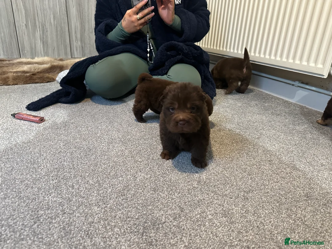 Shar Pei dogs for sale: Top quality choc and tan bear coat sharpies - Advert 8