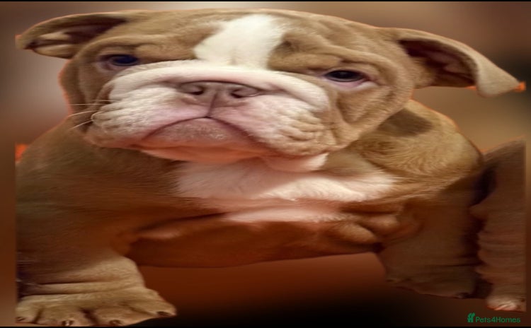English Bulldog dogs - Advert 7