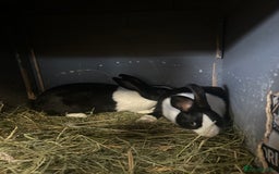 Netherland Dwarf rabbits for sale: Rabbits for sale  - Image 7