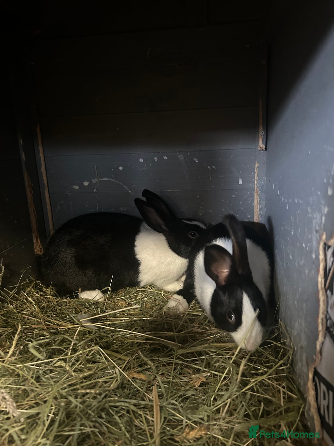 Netherland Dwarf rabbits for sale: Rabbits for sale  - Image 7