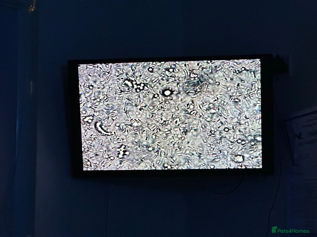 French Bulldog dogs for stud: New shade Isabella Merle fluffy carrier  in Hastings - Advert 22