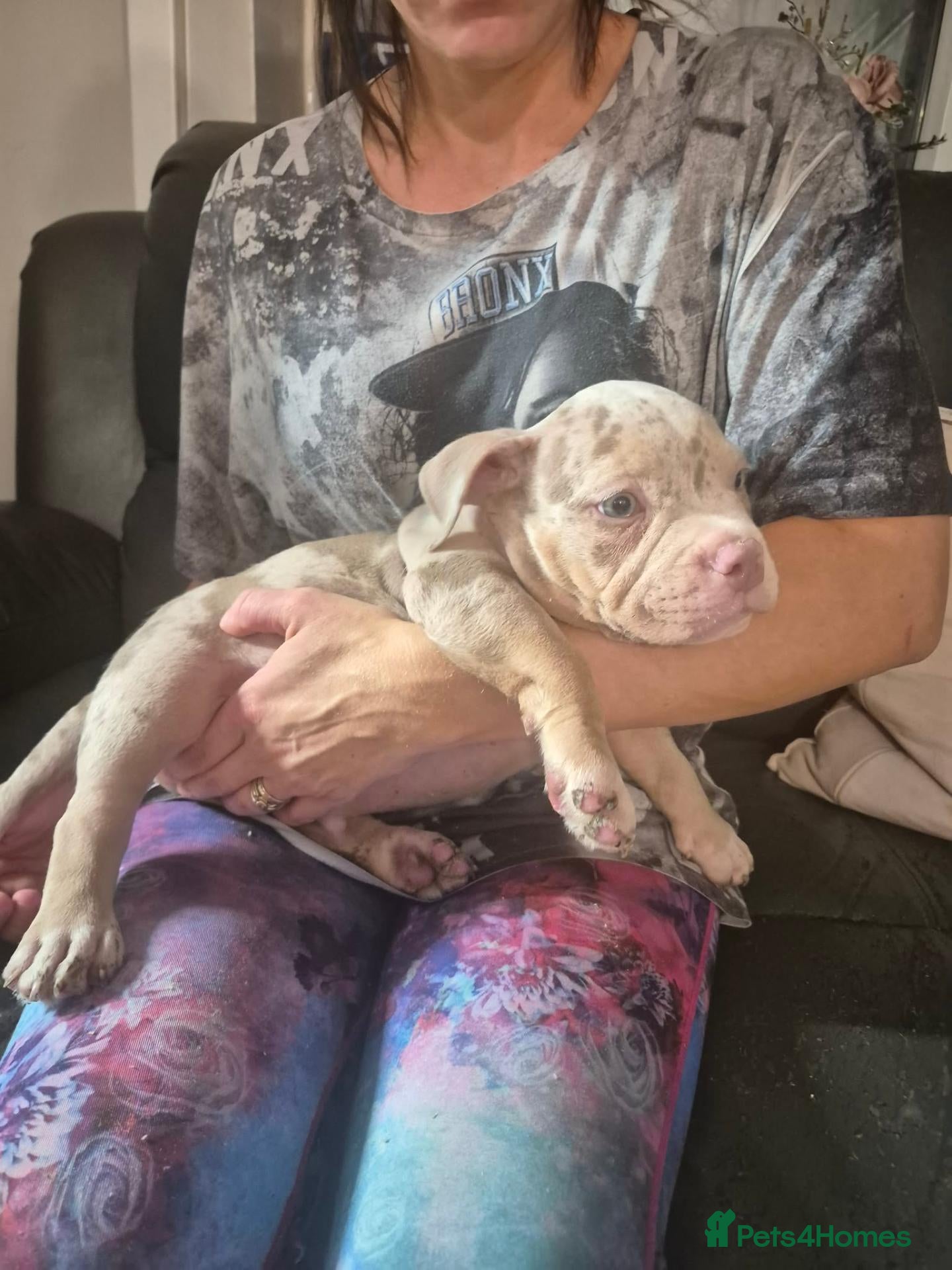 American Bully dogs American pocket bullies abkc  cowboy /mclovin line - Advert 1