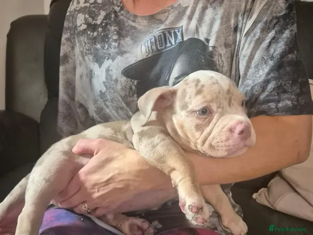 American Bully dogs for sale: American pocket bullies abkc cowboy /mclovin line - Advert 1