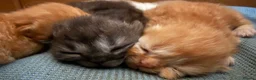 Persian cats for sale: Beautiful pure bred Persians  in Leeds - Advert 6