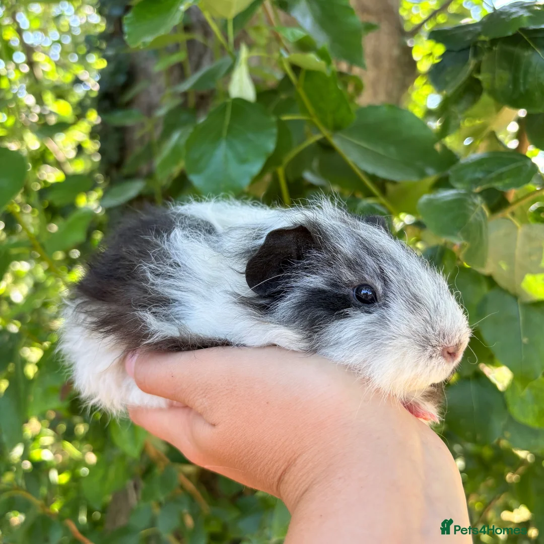 Guinea Pig rodents for sale: LOTS of Stunning Baby Girl Guinea Pigs 💗 - Advert 2