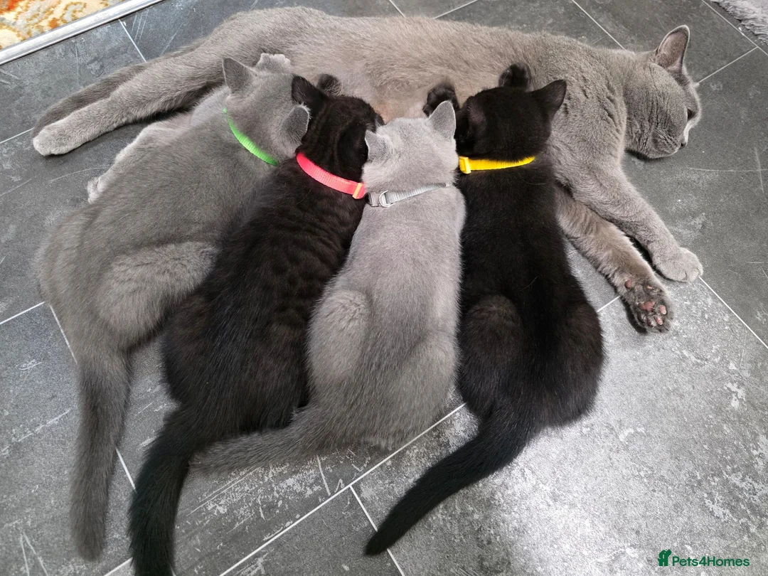 British Shorthair cats for sale: Ready to go British Shorthair kittens  - Advert 1