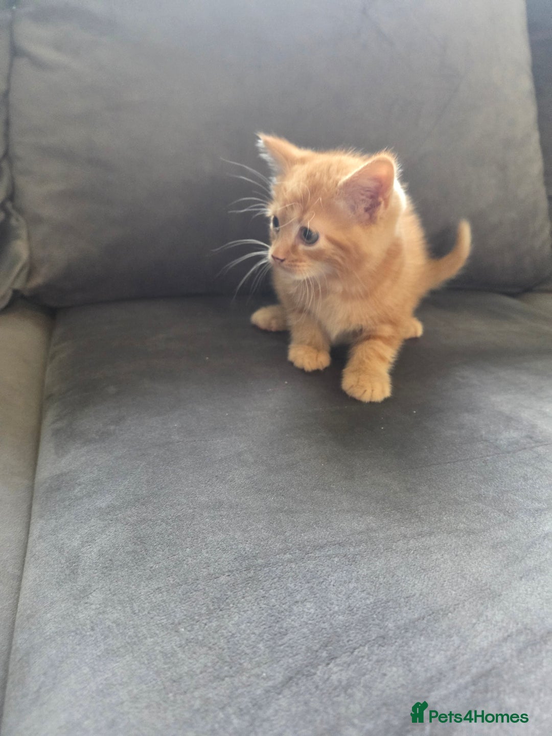 Mixed Breed cats for sale: 3 kittens ready for forever homes - Advert 5