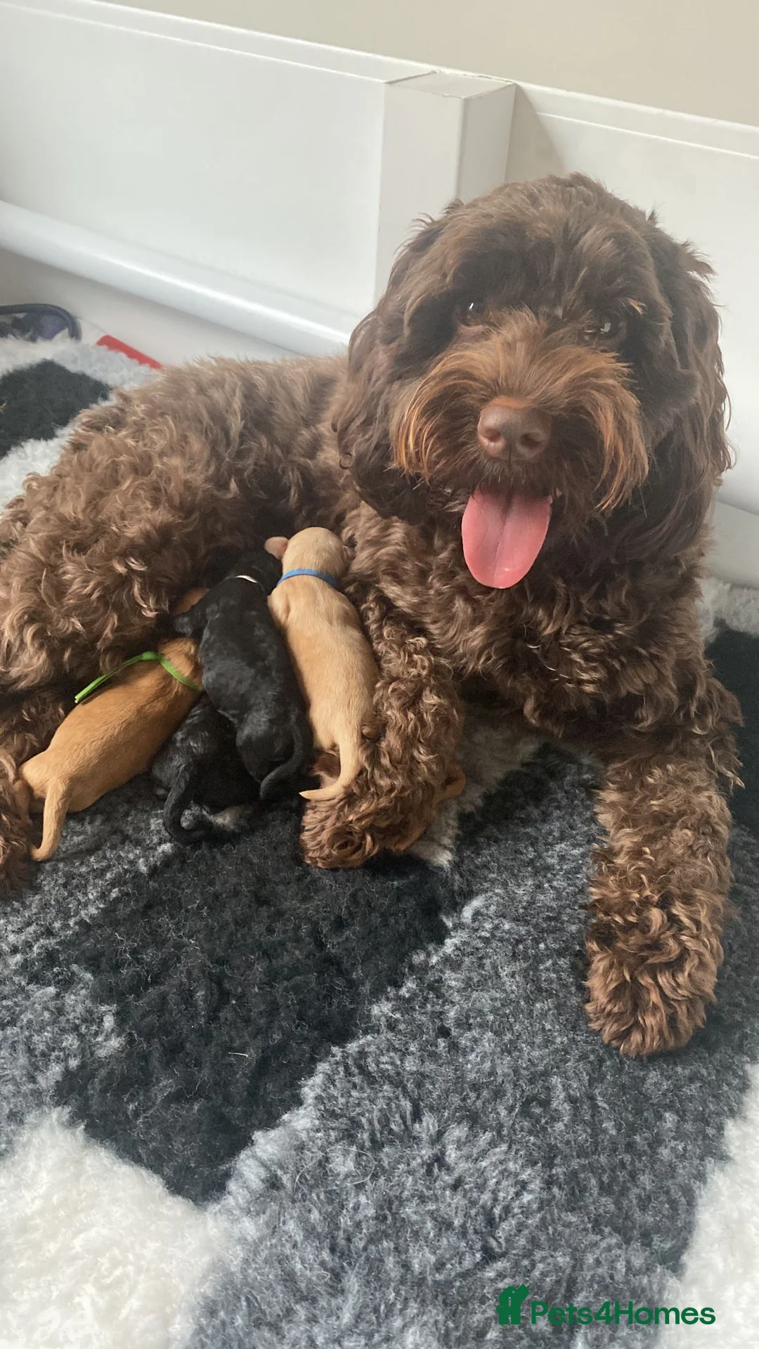 Miniature Poodle dogs for stud: Flix & Jigs KC registered dna health/colour tested in Crowthorne - Advert 4