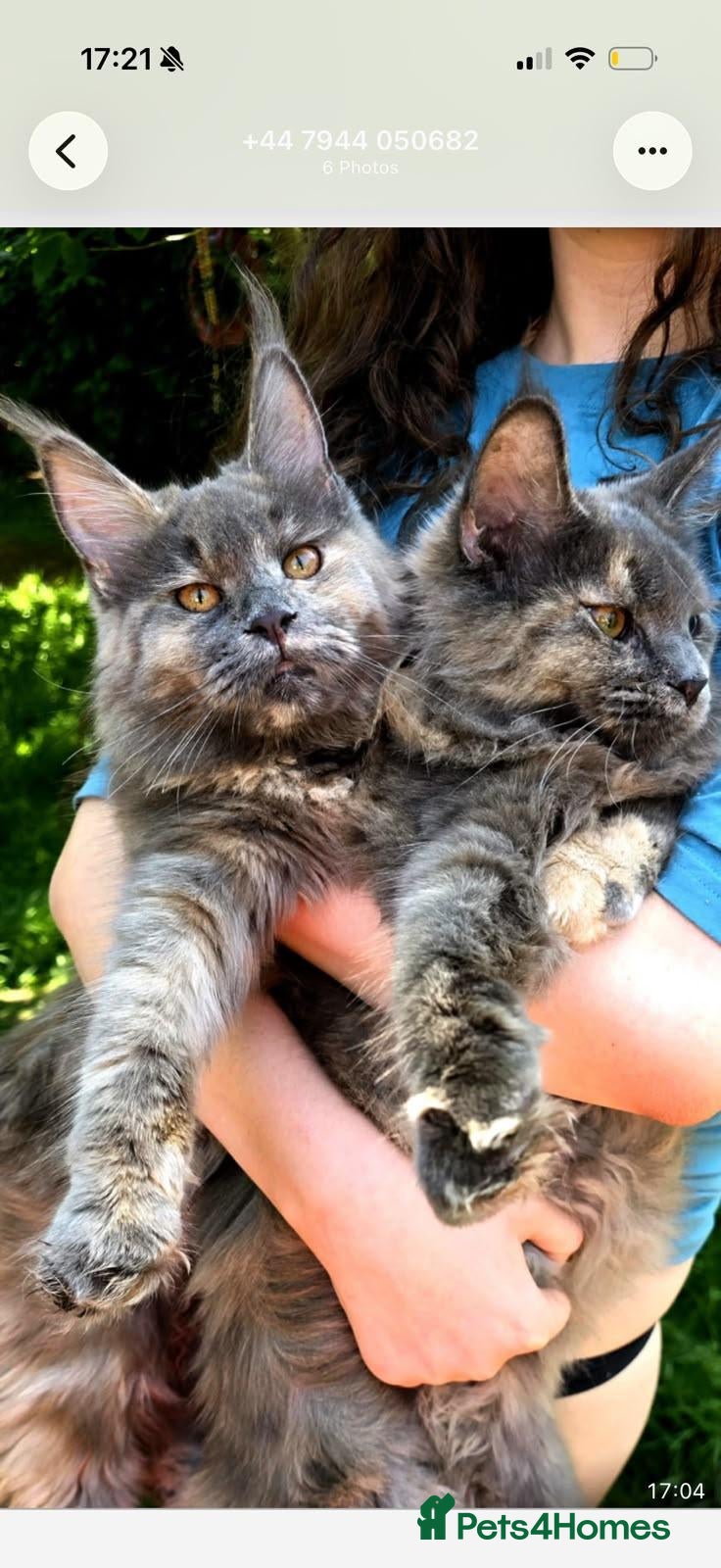 Maine Coon cats Active females, 1 stud some Champions - Advert 1