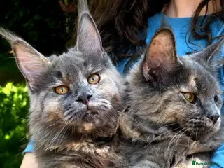 Maine Coon cats Active females, 1 stud some Champions - Advert 1