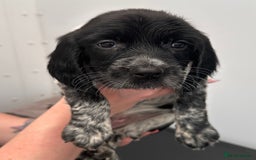 English Springer Spaniel dogs for sale: 2 springer spaniel puppies for sale  in Preston - Image 22