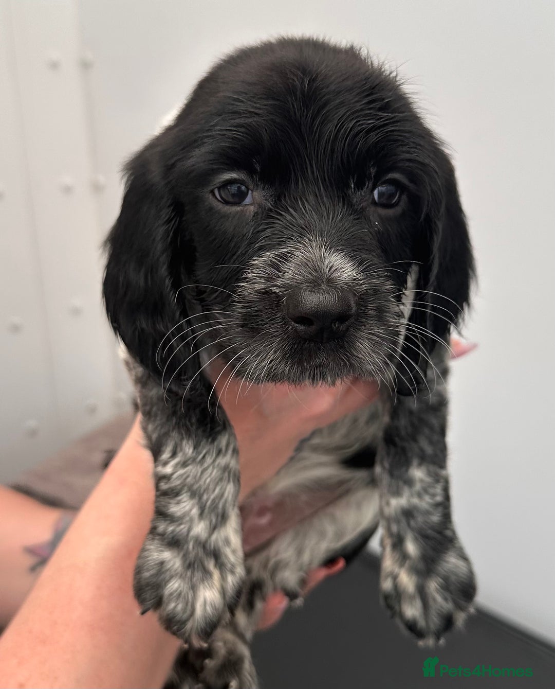 English Springer Spaniel dogs for sale: 2 springer spaniel puppies for sale  in Preston - Image 22