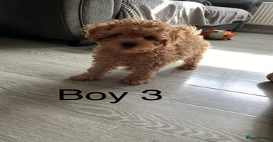 Cavapoo dogs - Advert 14