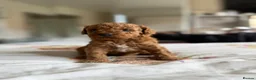 Cavapoo dogs for sale: Reduced F1b Toy Cavapoo girl health tested parents - Advert 22