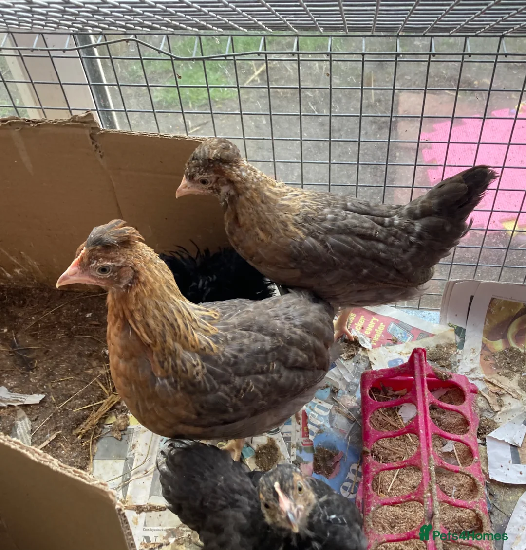 Chickens poultry for sale: Hatching Eggs, Chicks & Ducklings - Pure Breeds - Advert 8