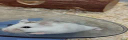 Hamster rodents for sale: A cute male hamster in Milton Keynes - Advert 4
