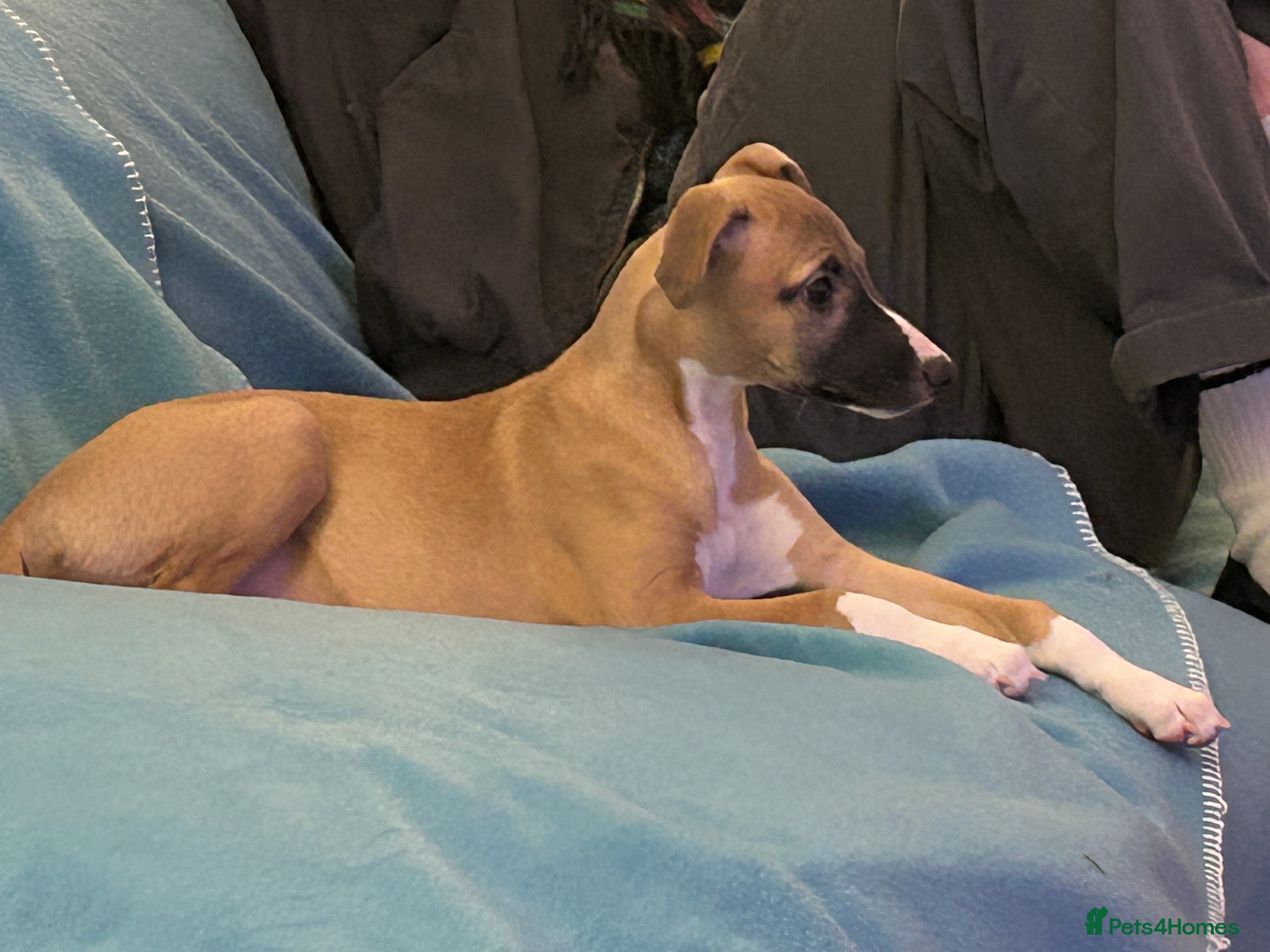 Whippet dogs Quality show/ Lure coursing girl - Advert 3