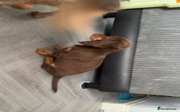 Dachshund dogs for sale: REDUCED ready for her new home  in Cardiff - Image 6