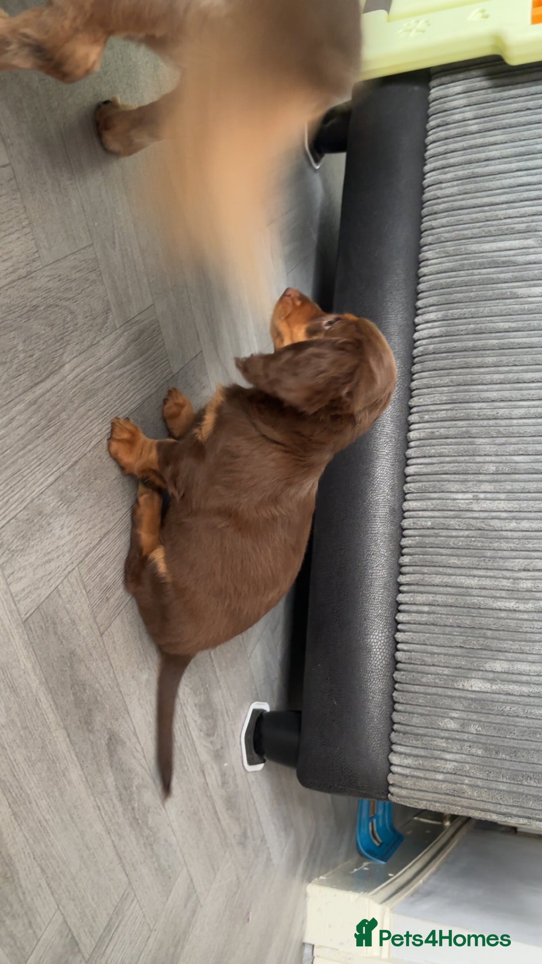 Dachshund dogs for sale: REDUCED ready for her new home  in Cardiff - Image 6