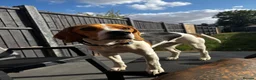 Beagle dogs for sale: Murphy – Looking for His Forever Home 🐾 in Hull - Advert 10