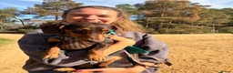 Miniature Dachshund dogs for sale: Meet Milo – 10-Month-Old Miniature Dachshund in Bordon - Advert 3