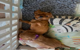 Cavalier King Charles Spaniel dogs for sale: KC reg, pedigree CKCS girl, ready to go - Image 16