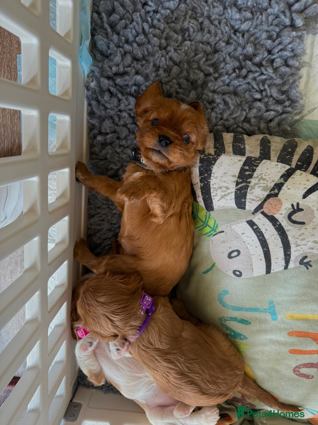 Cavalier King Charles Spaniel dogs for sale: KC reg, pedigree CKCS girl, ready to go - Image 16