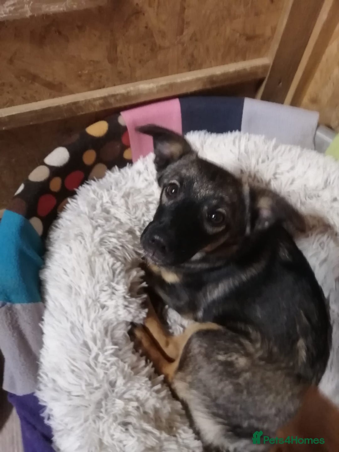 Mixed Breed dogs for adoption: ❤️NIKA & LIKA❤️ - 7 months wonderful small girls - Advert 14