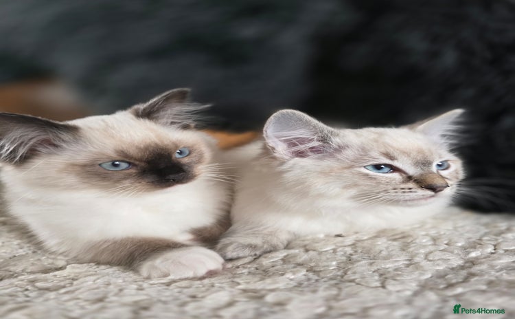 Ragdoll cats - Advert 5