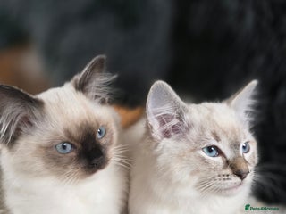 Ragdoll cats - Advert 4