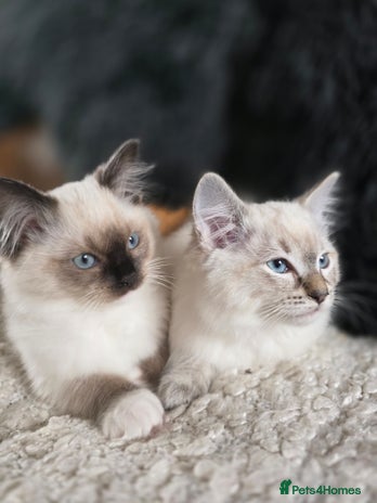 Ragdoll cats - Advert 6