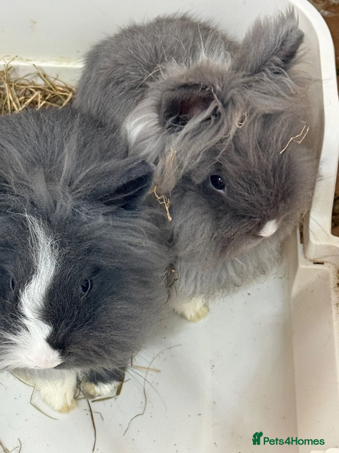 Lionhead rabbits for sale: 2 male double lion head rabbits in Ellesmere Port - Advert 2