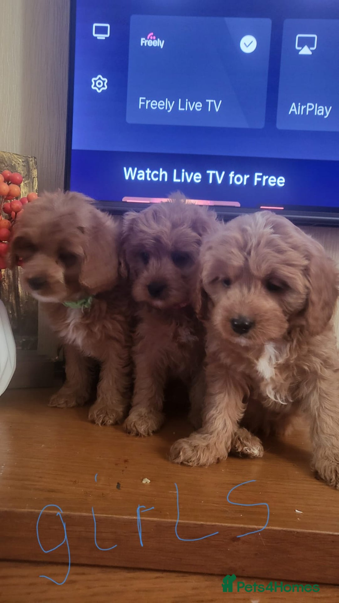 Cavapoo dogs for sale: Exquisite F1 Cavapoo Puppies - Advert 8