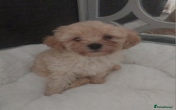 Mixed Breed dogs for sale: Cavapoochon puppies  - Image 1