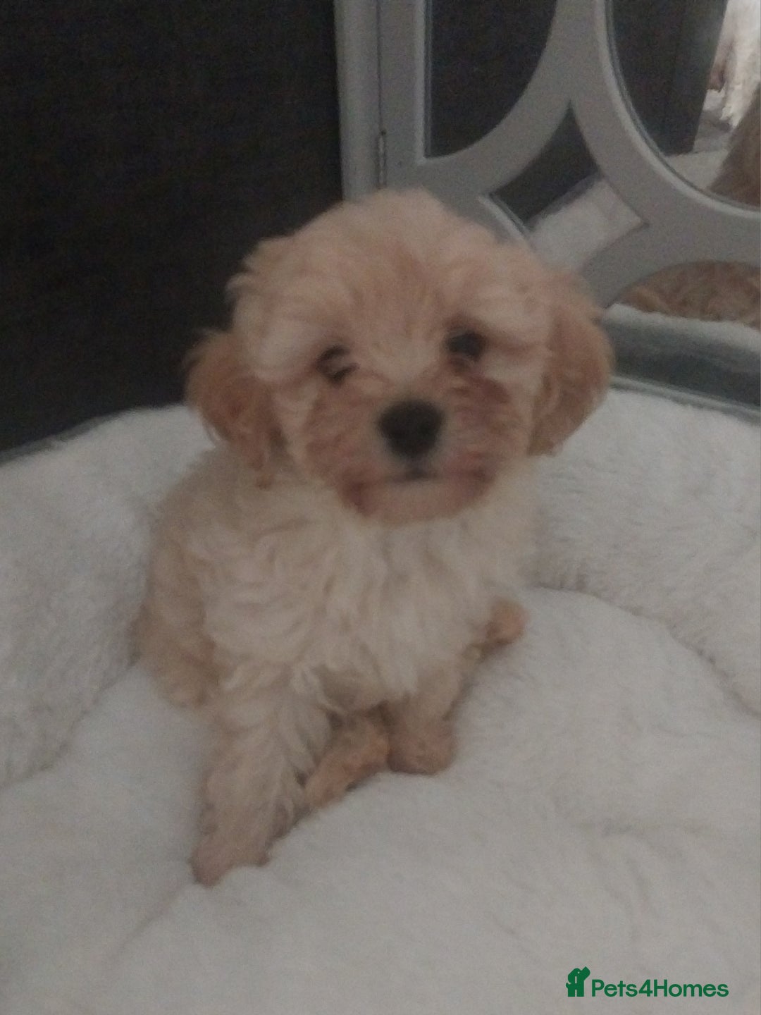 Mixed Breed dogs for sale: Cavapoochon puppies  - Image 1