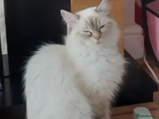 Ragdoll cats Adult female Ragdoll - Advert 1