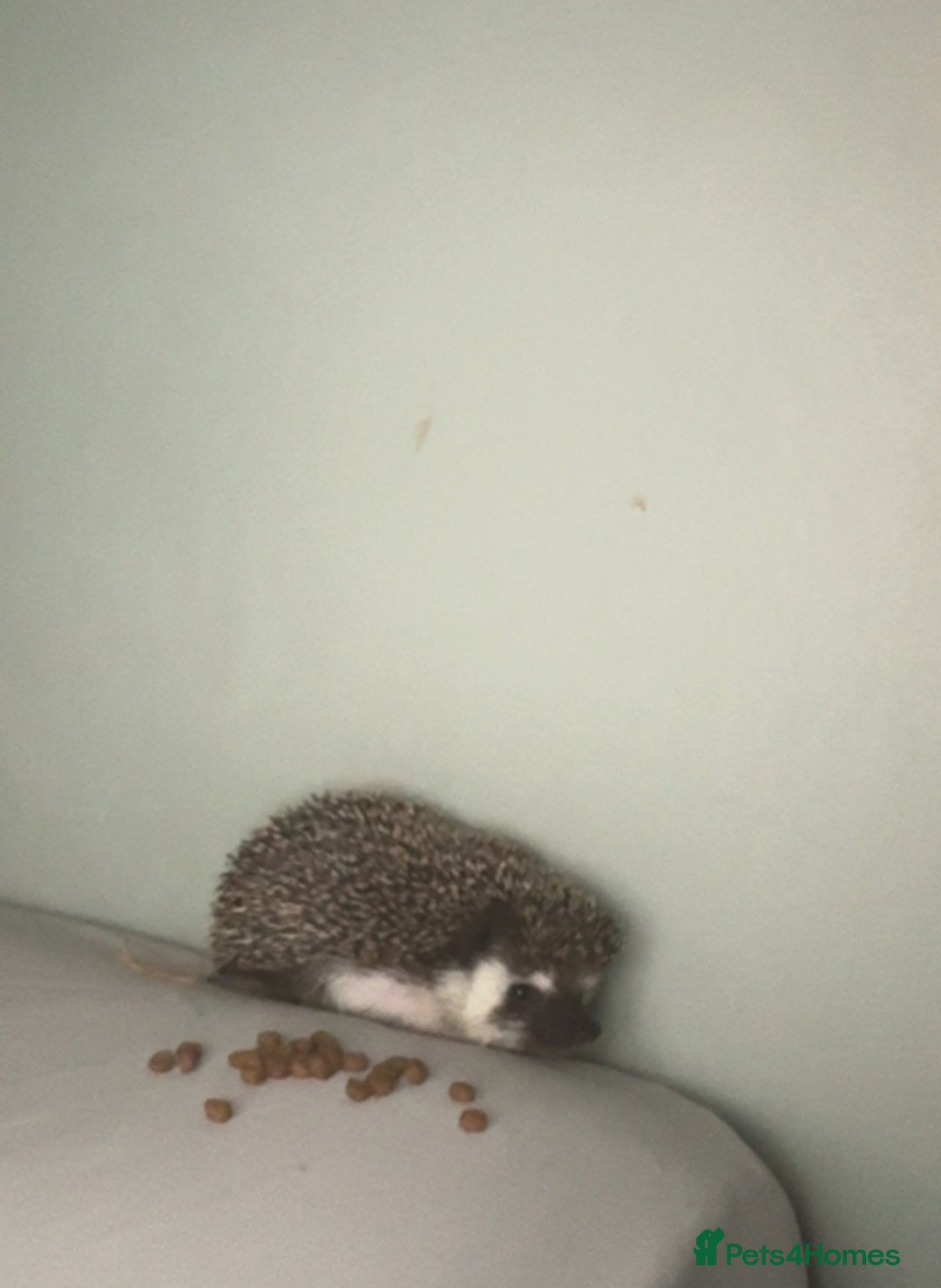 Pygmy Hedgehog rodents for sale: 1 year old African Pygmy hedgehog  - Image 4