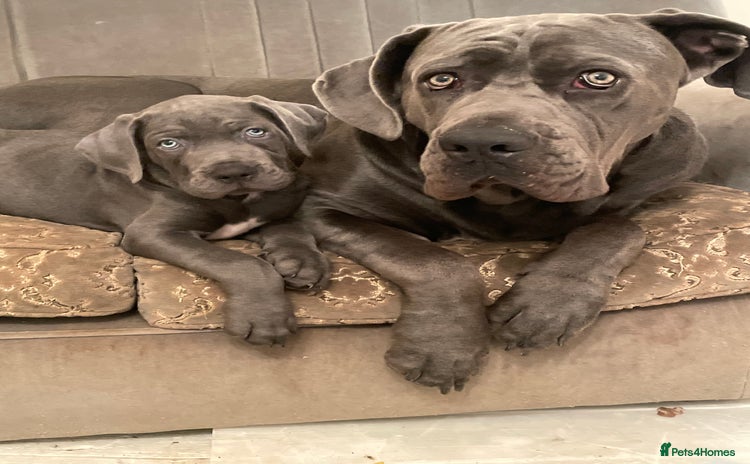 Cane Corso dogs - Advert 4