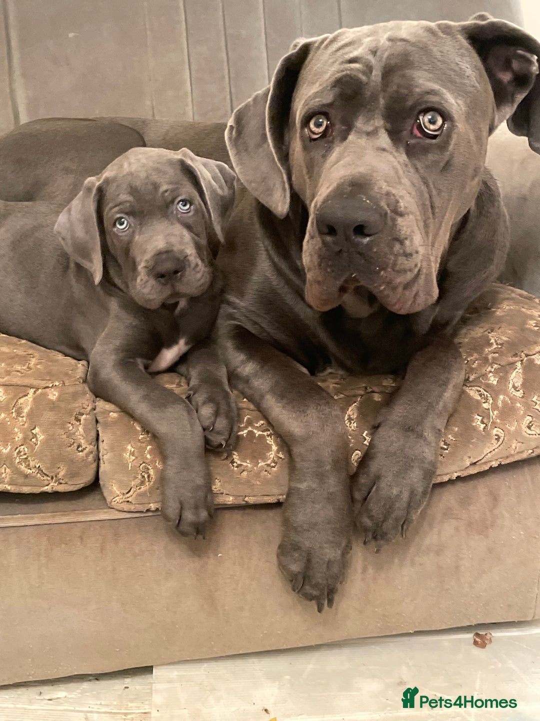 Cane Corso dogs for sale: Cane corso pups  - Image 1