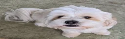 Lhasa Apso dogs for sale: KC REG LHASA APSO PUPS  - Advert 4