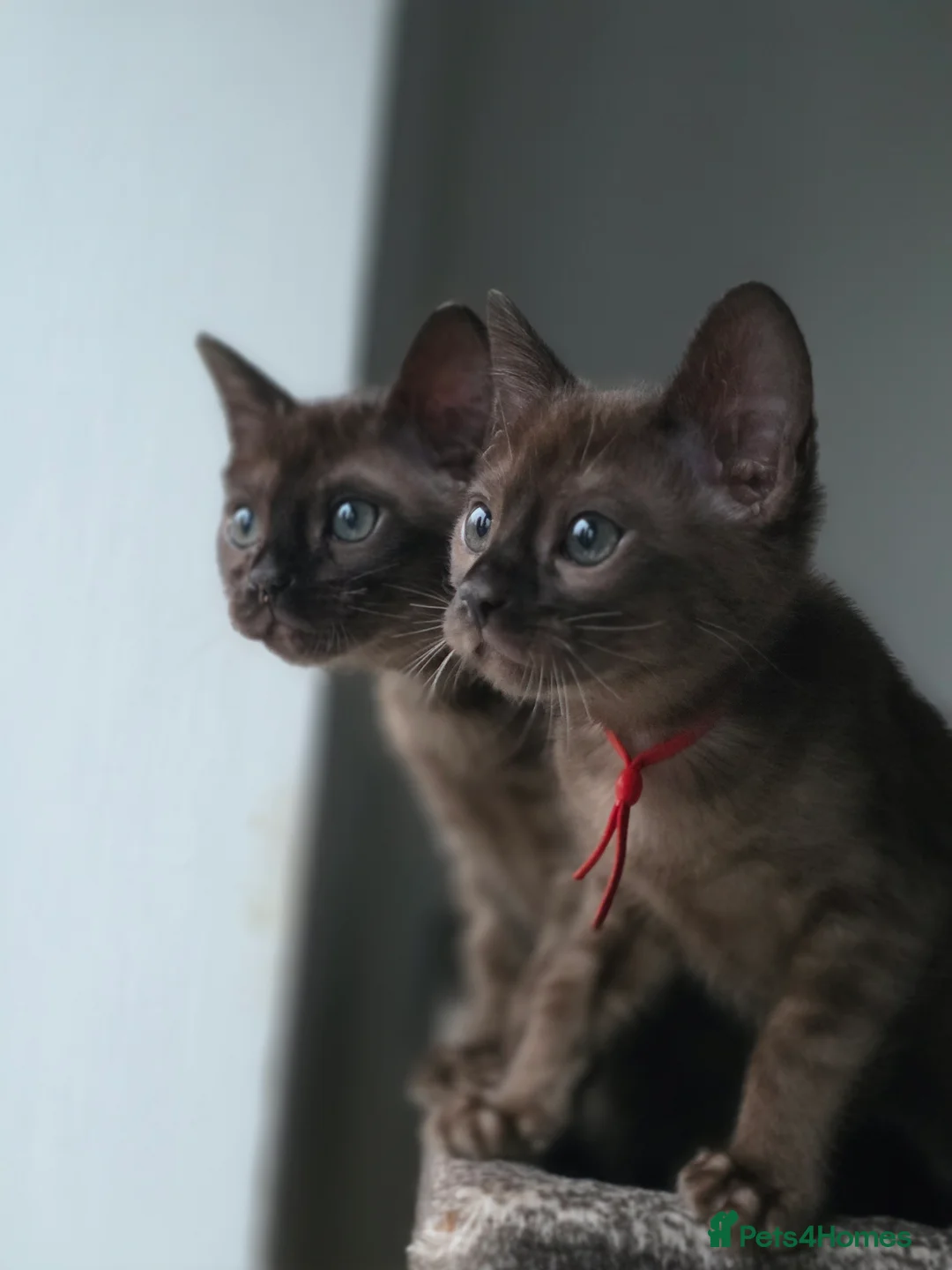 Bengal cats for sale: ❄️Outstanding Silver Snow Bengal Kittens❄️ - Advert 11