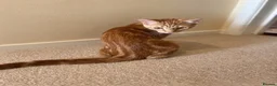 Mixed Breed cats for sale: Ginger Tabby Kitten – 5 Months Old in London - Advert 7