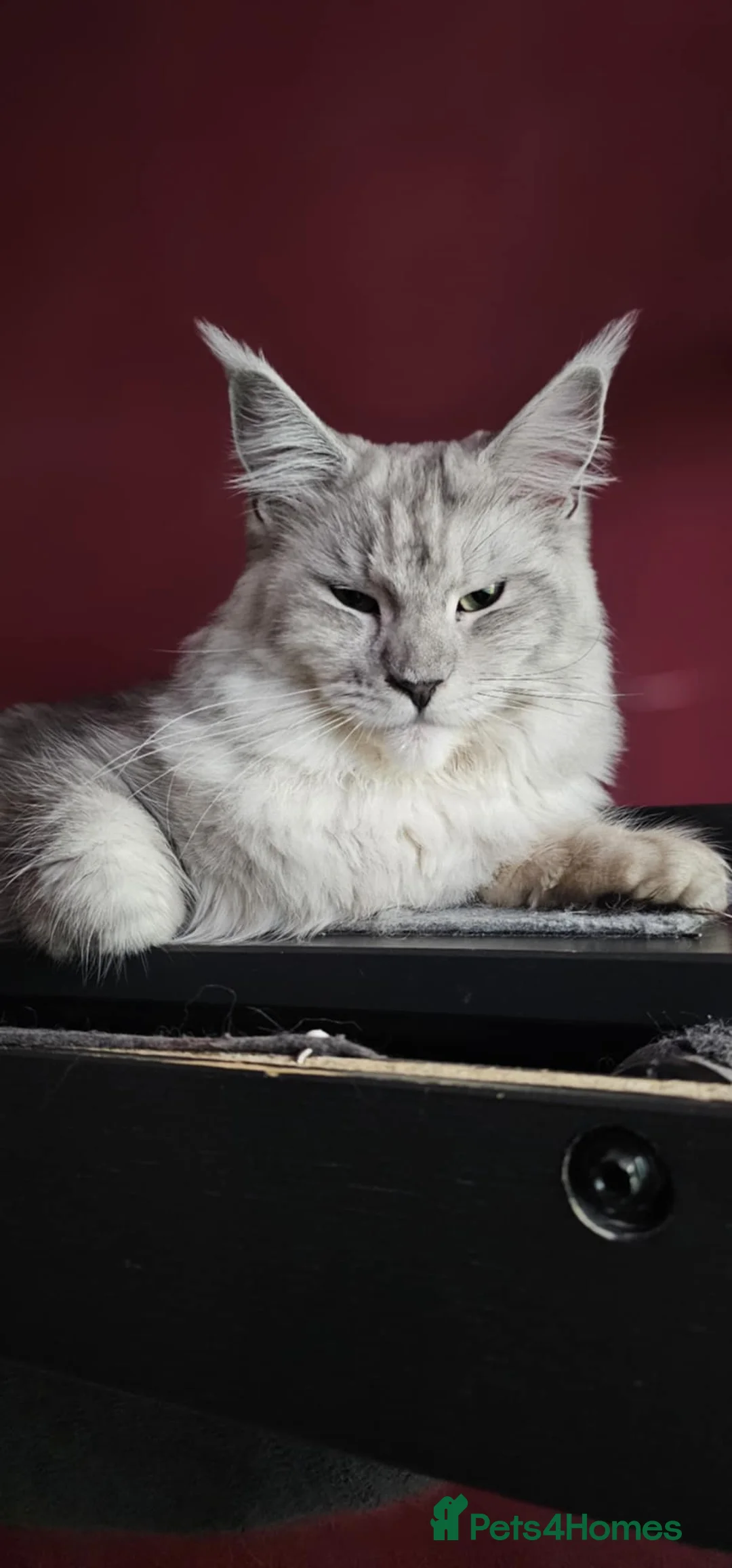 Maine Coon cats for sale: Tica Registered Queen Silver Tabby Maine coon - Advert 2