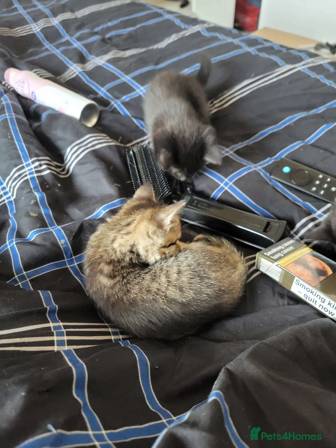 Mixed Breed cats for sale: Kittens ready now in Fareham - Advert 7