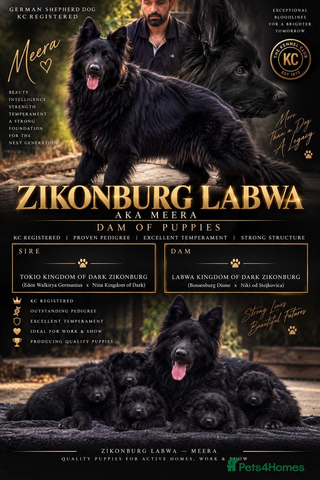 German Shepherd dogs LONG HAIR GERMAN SHEPHERD PUPPIES, TOP BLOODLINES - Advert 2